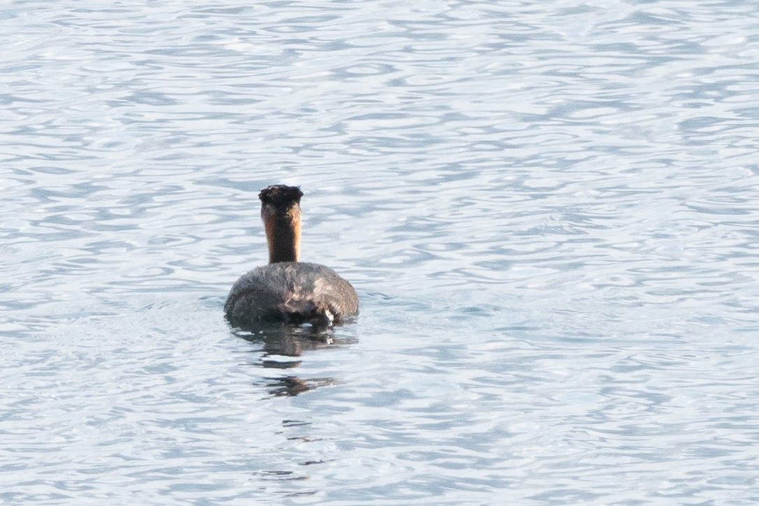 Red-necked Grebe - ML611136316