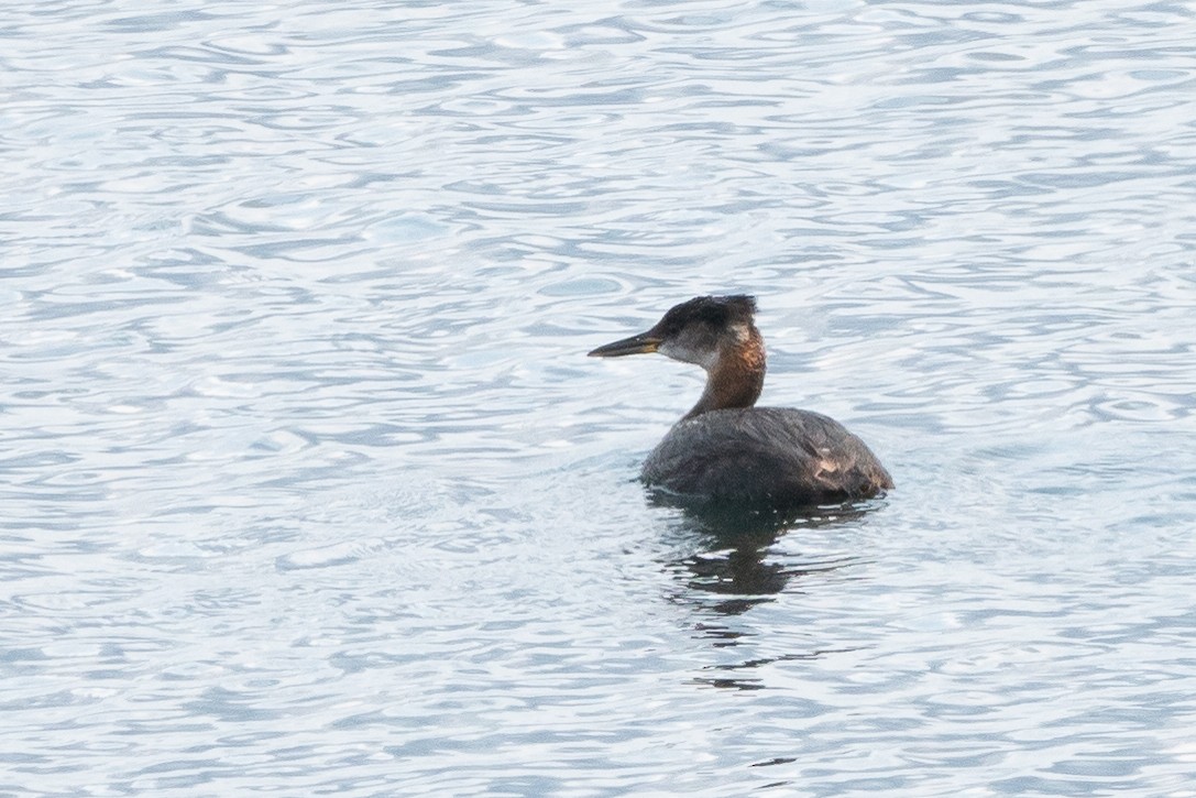 Red-necked Grebe - ML611136317