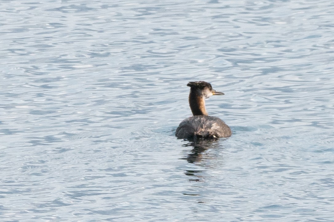Red-necked Grebe - ML611136318