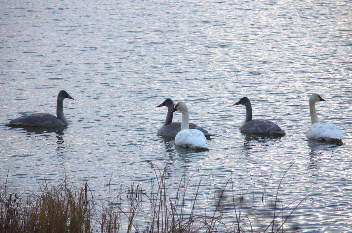 Trumpeter Swan - ML611136330