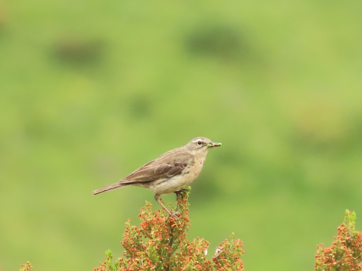 Water Pipit - ML611136587