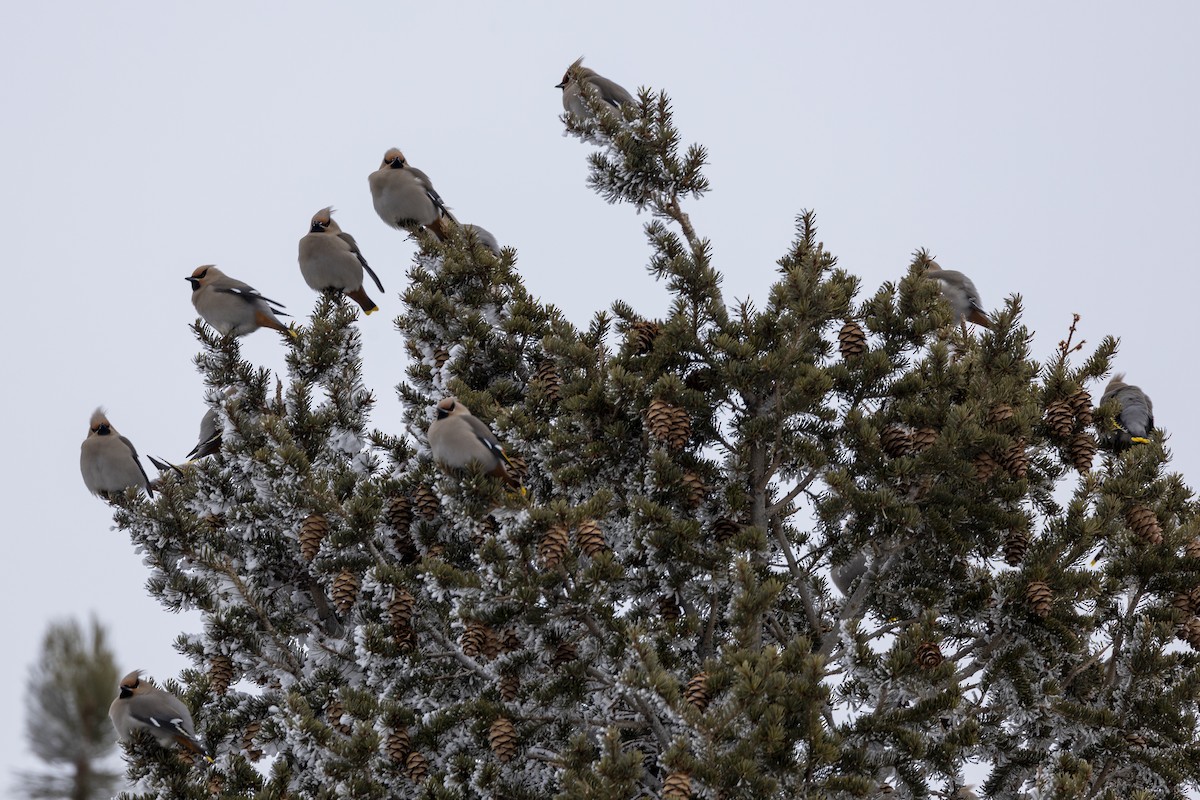 Bohemian/Cedar Waxwing - ML611136600