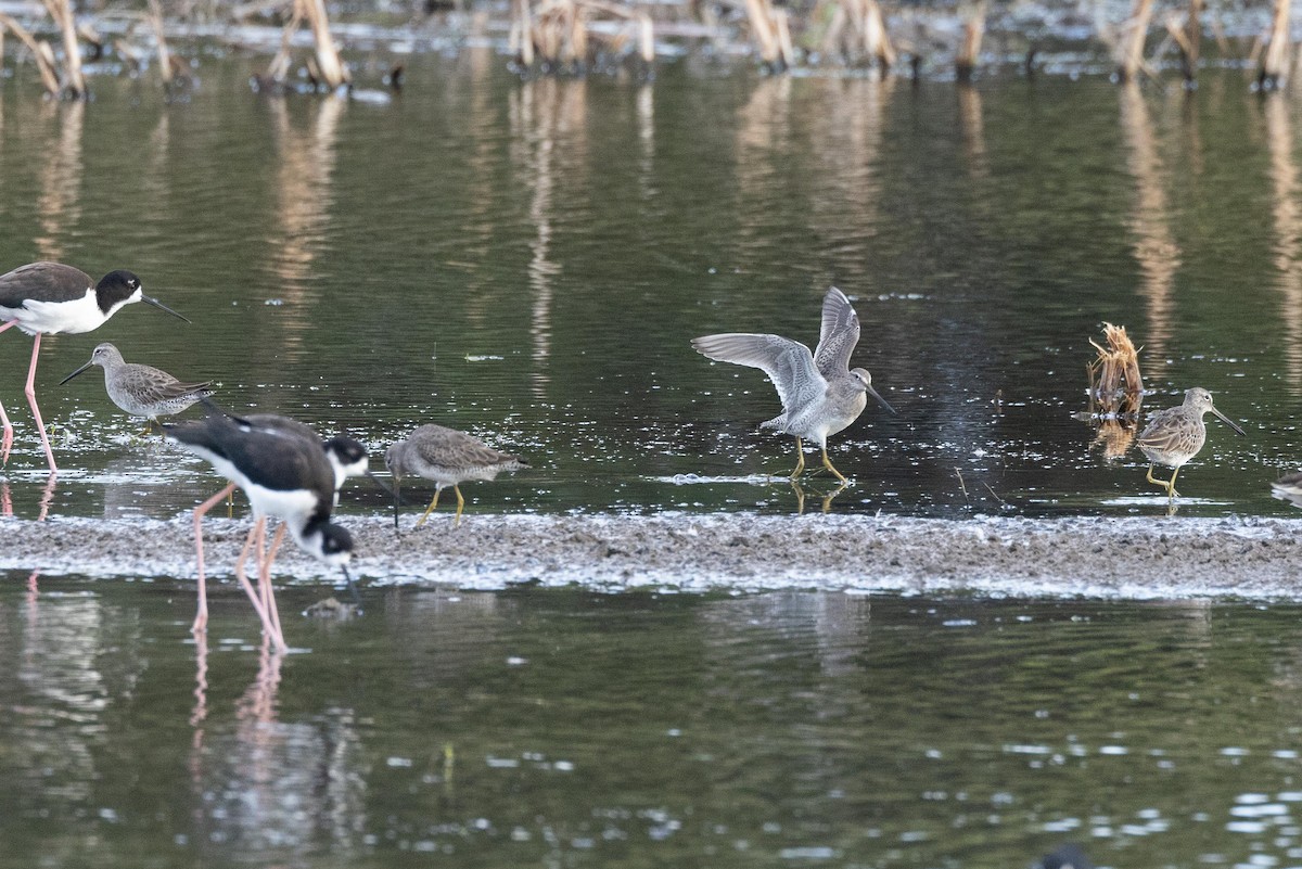 Long-billed Dowitcher - ML611136619