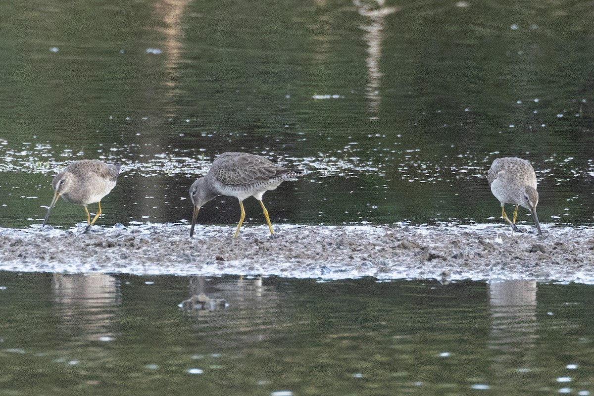 Long-billed Dowitcher - ML611136620