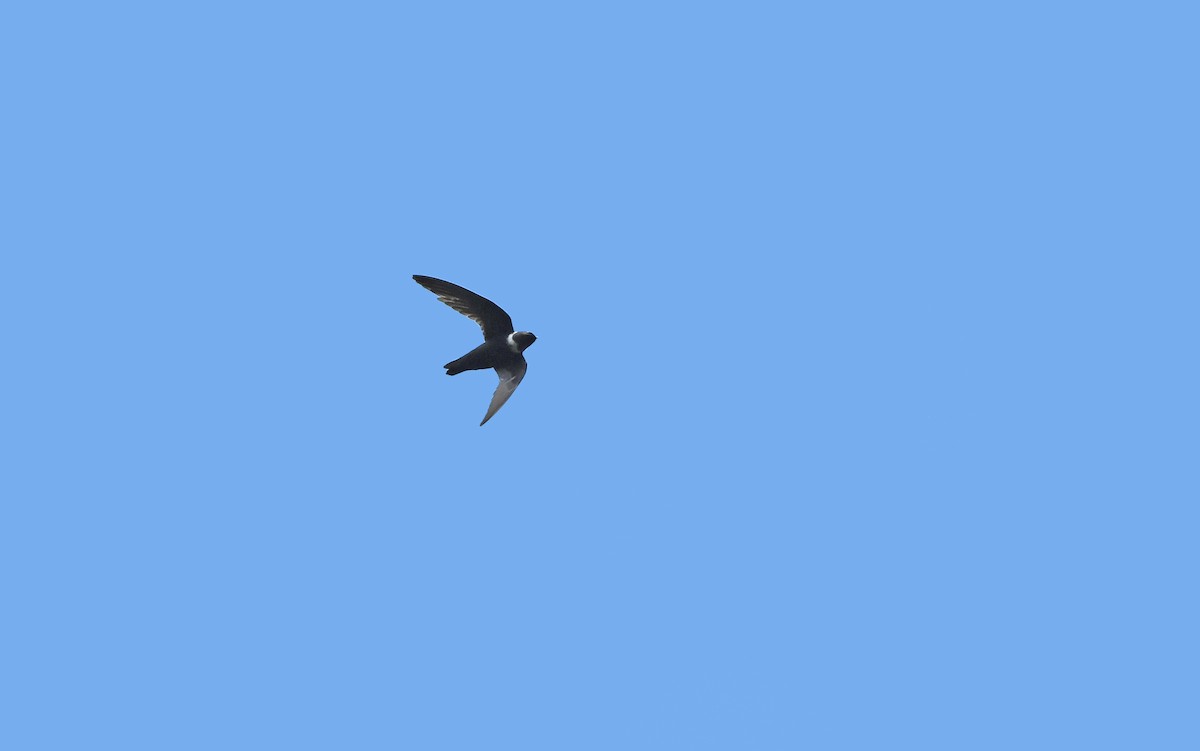 White-collared Swift - ML611136632