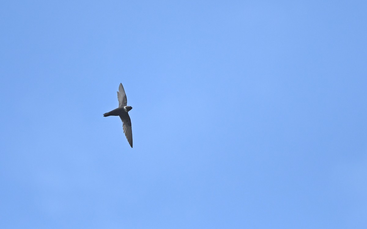 White-collared Swift - ML611136633