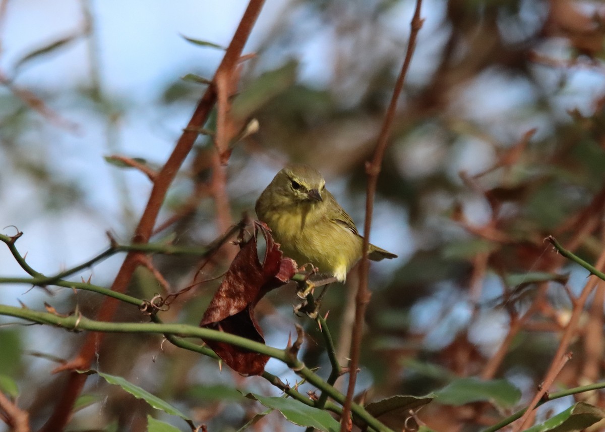 Orange-crowned Warbler - ML611136634