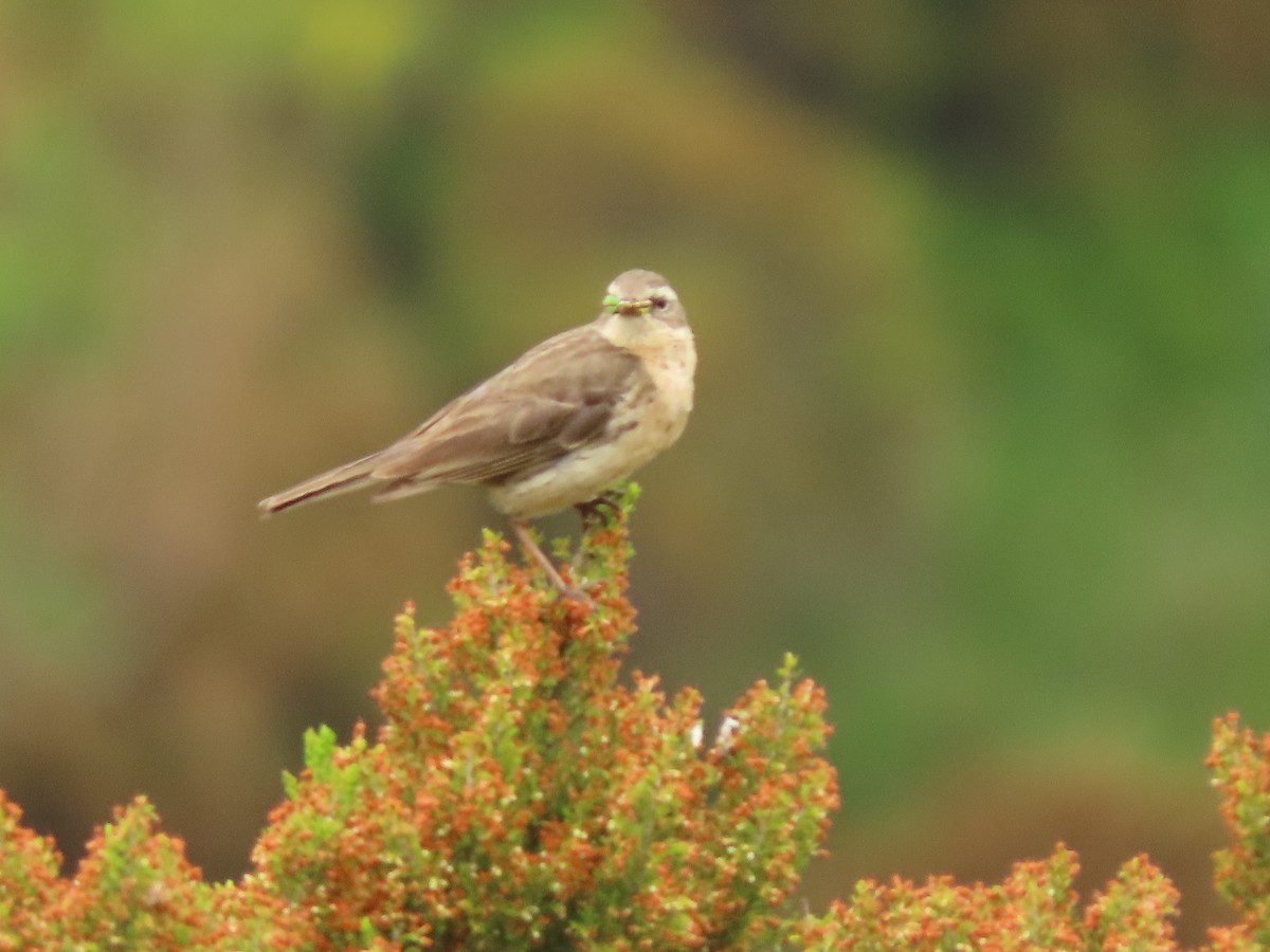 Water Pipit - ML611136643