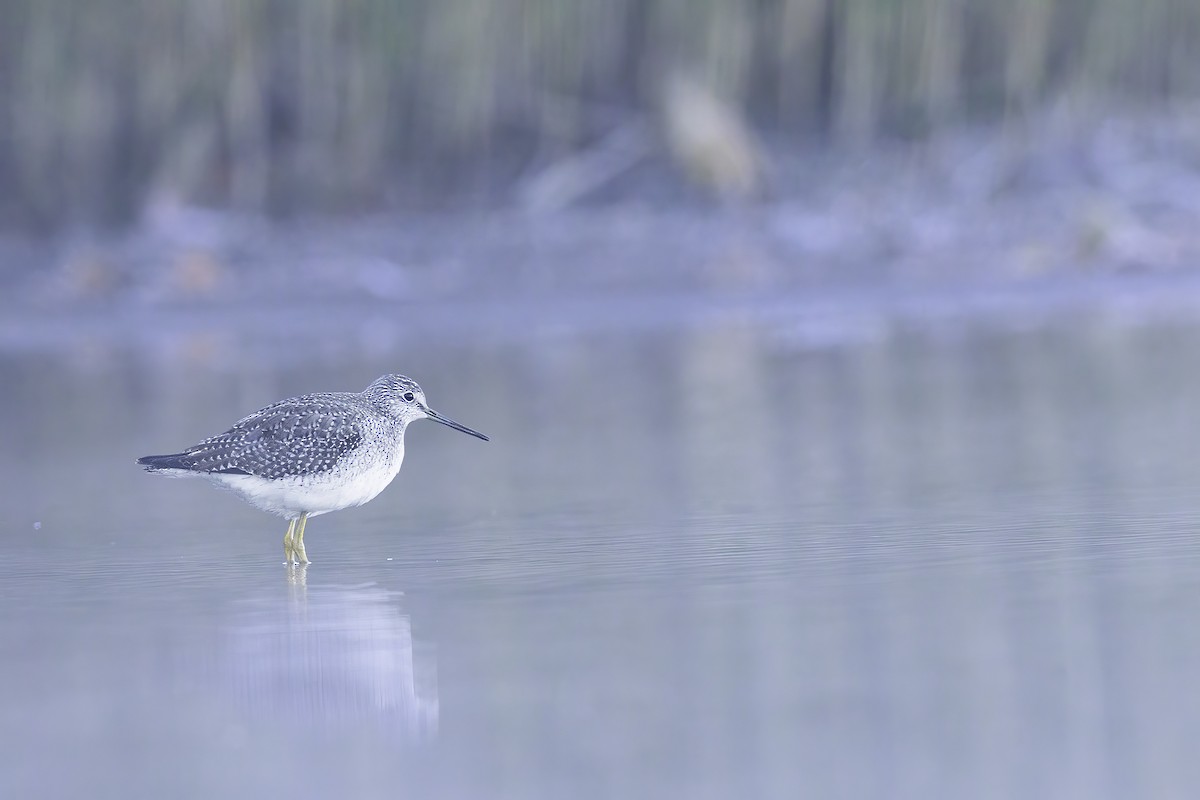 Lesser/Greater Yellowlegs - ML611136647