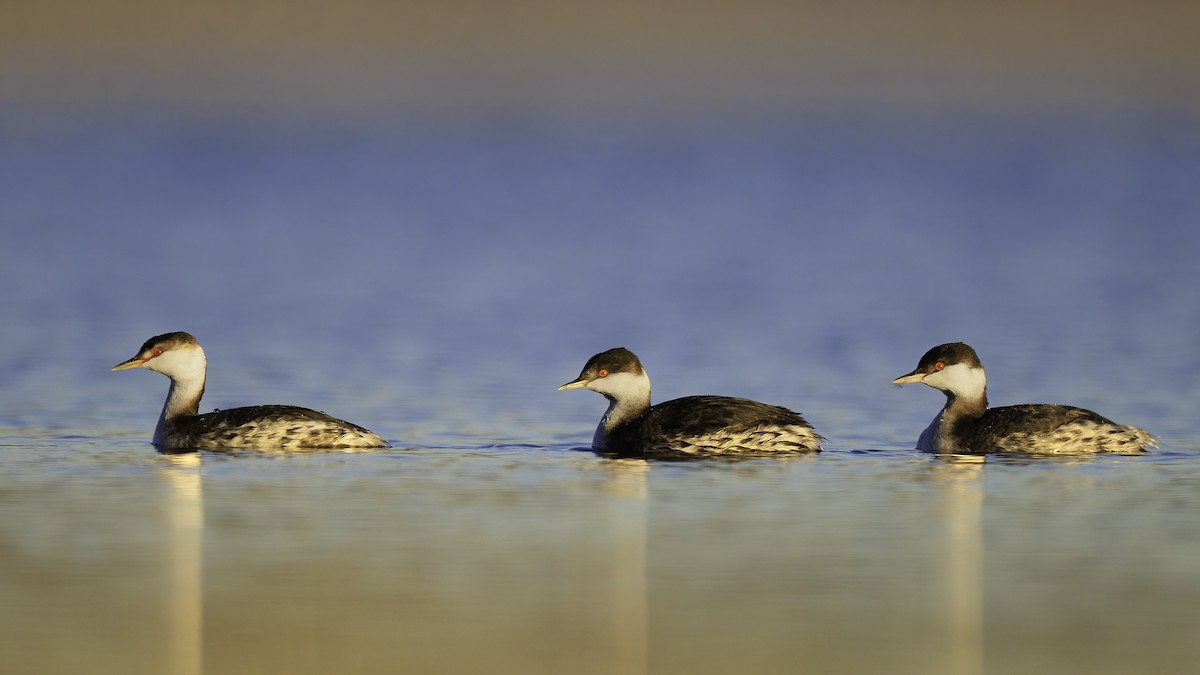 Horned Grebe - ML611136693