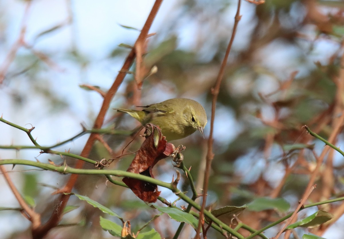 Orange-crowned Warbler - ML611136703