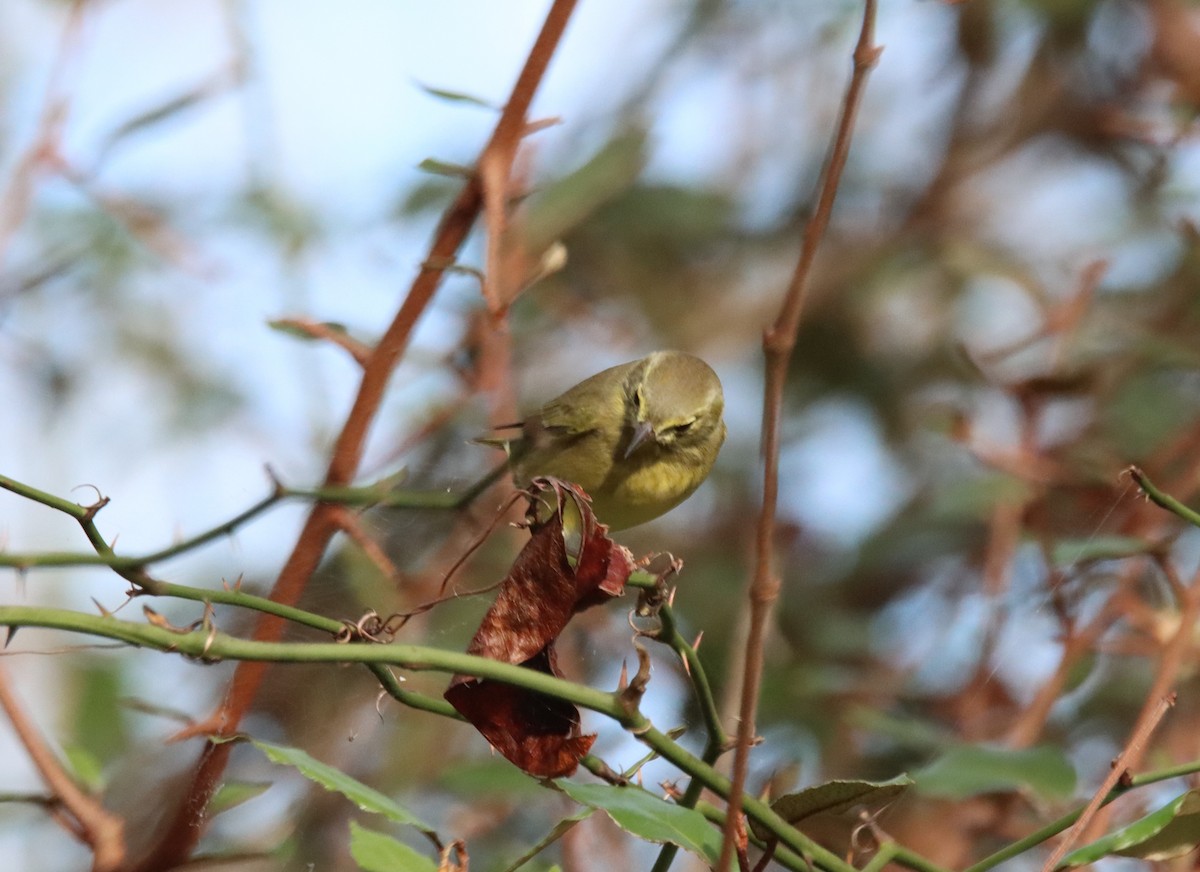 Orange-crowned Warbler - ML611136711