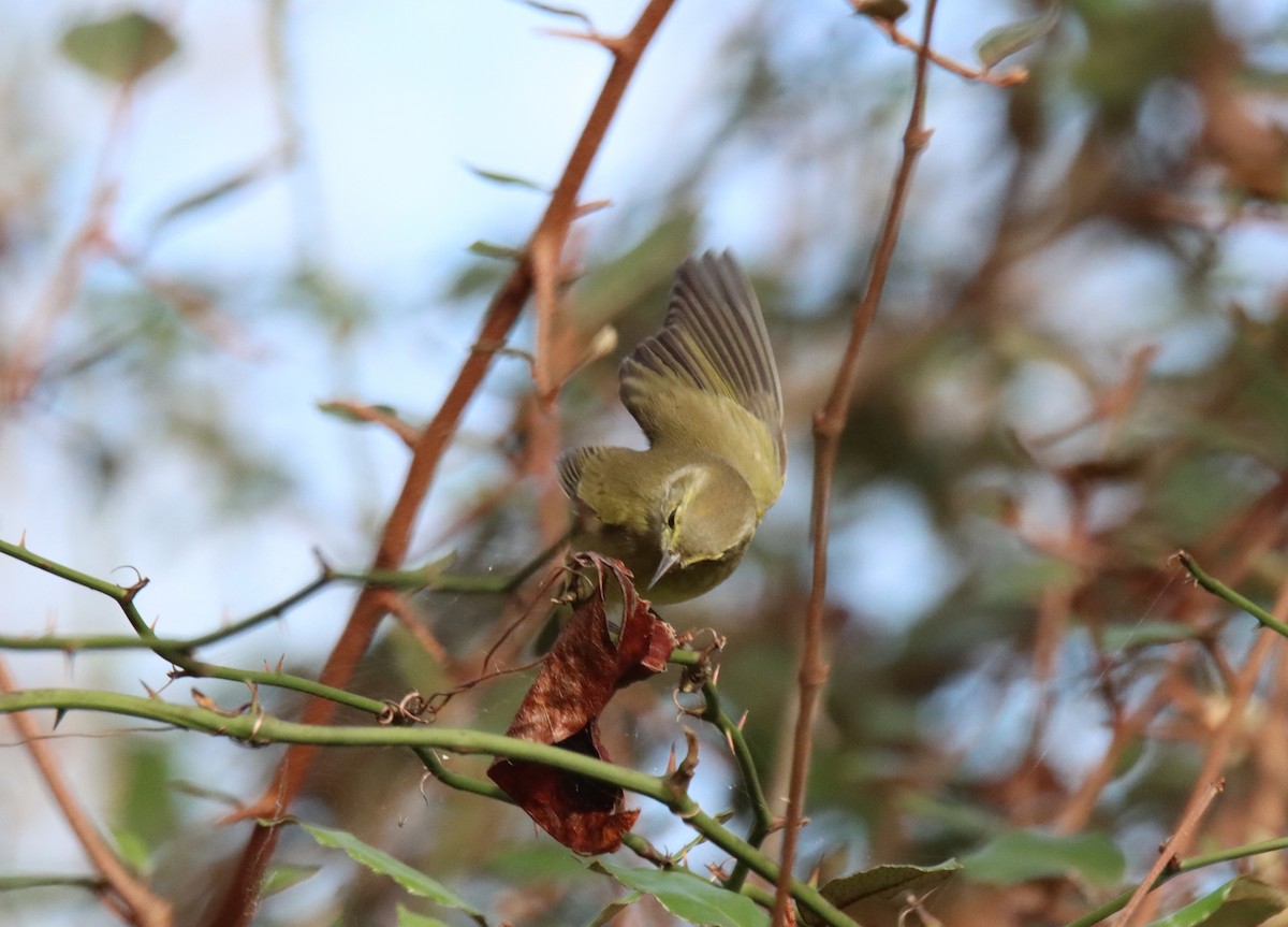 Orange-crowned Warbler - ML611136718