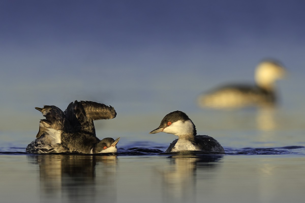 Пірникоза червоношия - ML611136766