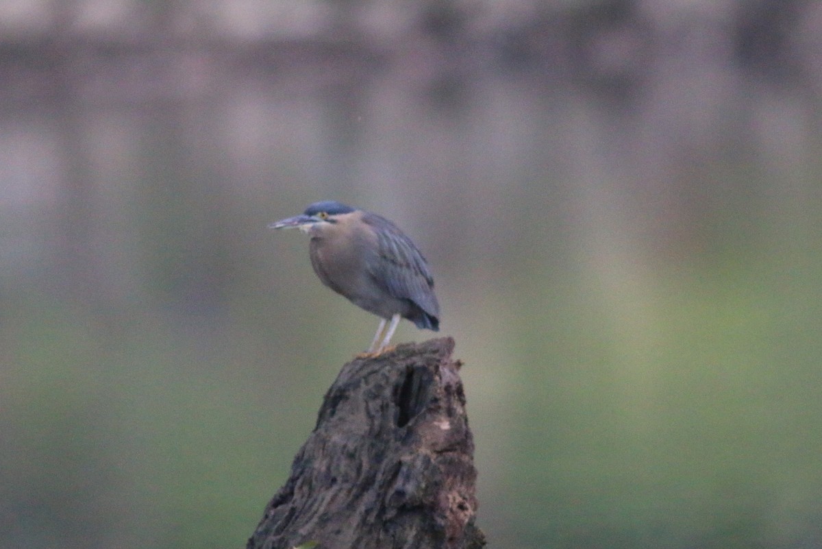 Striated Heron - ML611136926