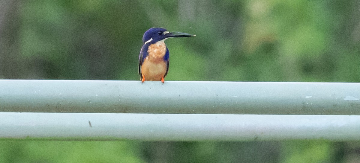 Azure Kingfisher - ML611136932