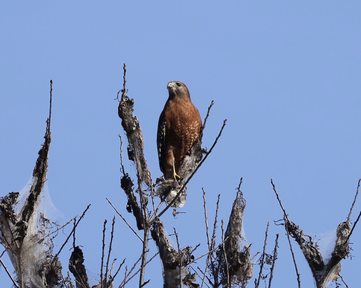 Red-shouldered Hawk - ML611137060