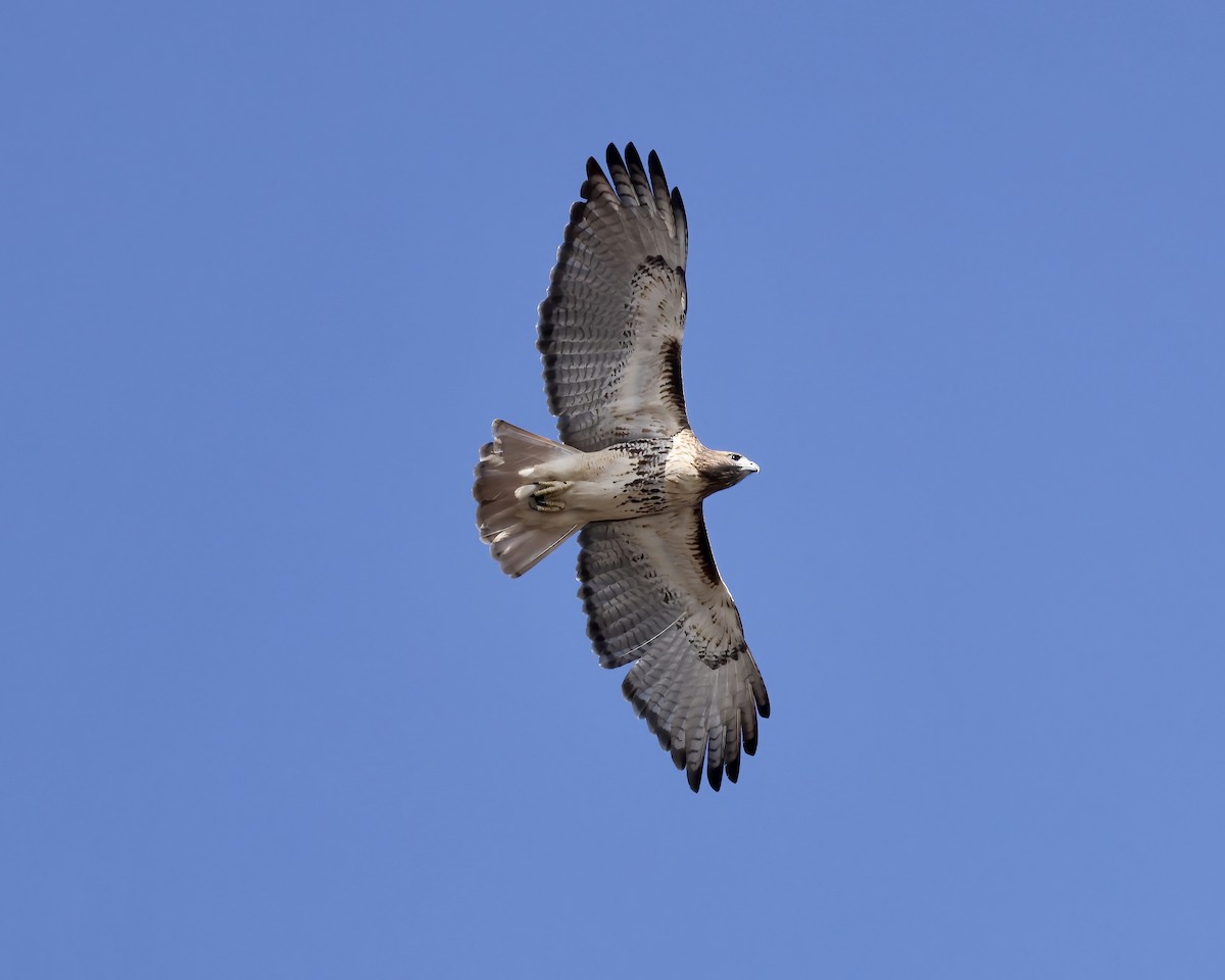 Red-tailed Hawk - ML611137074