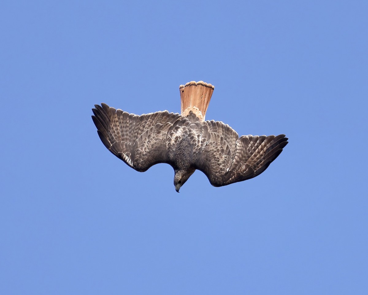 Red-tailed Hawk - ML611137075