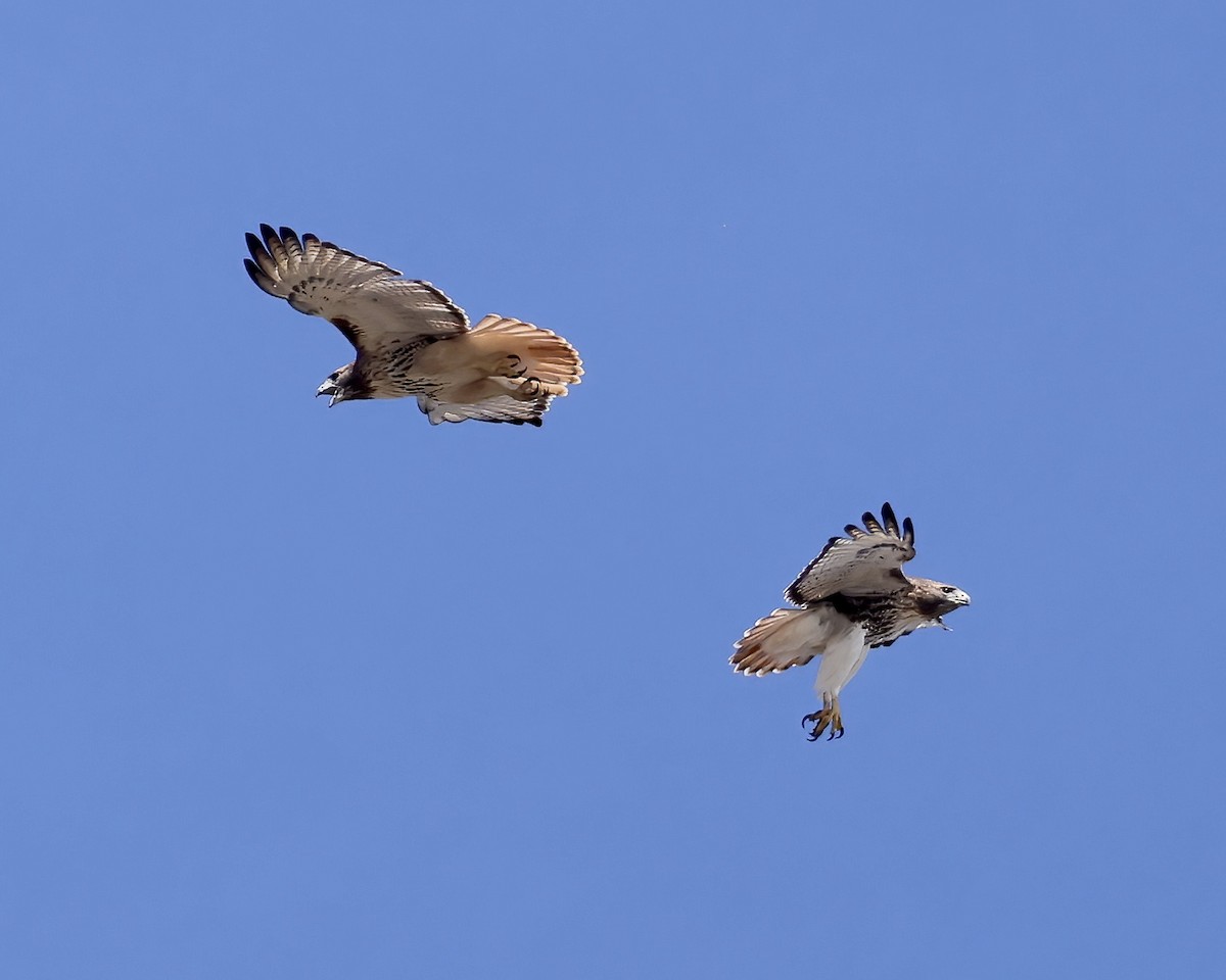 Red-tailed Hawk - ML611137076