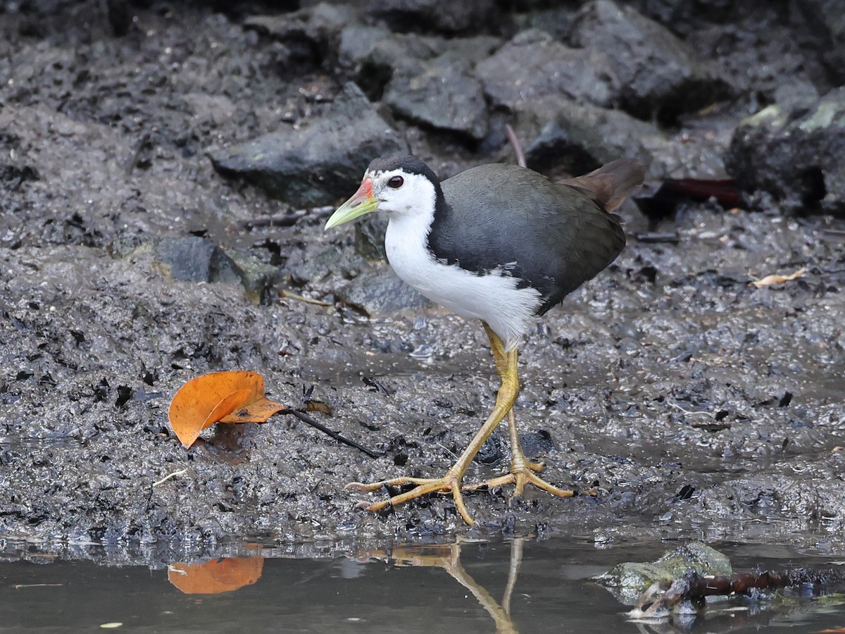 White-breasted Waterhen - ML611137077