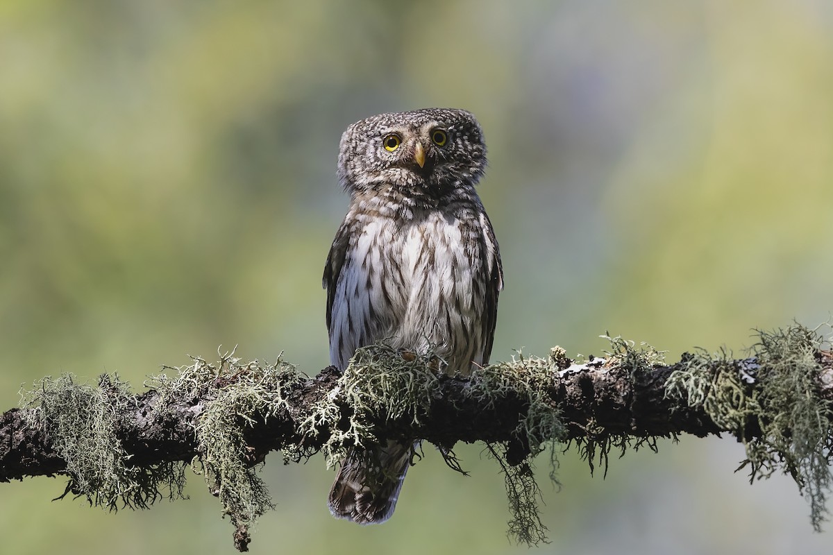 Eurasian Pygmy-Owl - Stefan Hirsch