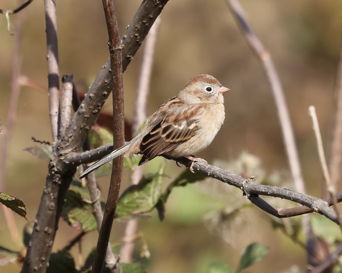 Field Sparrow - ML611137088