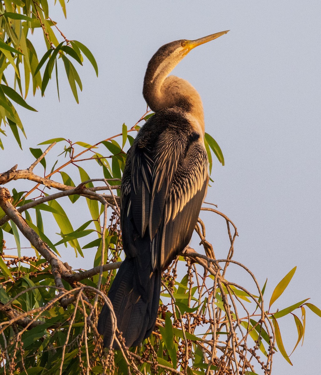 Anhinga d'Australie - ML611137126