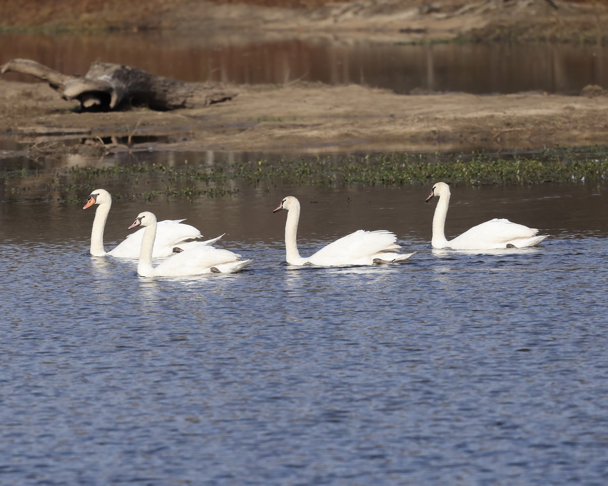 Mute Swan - ML611137136