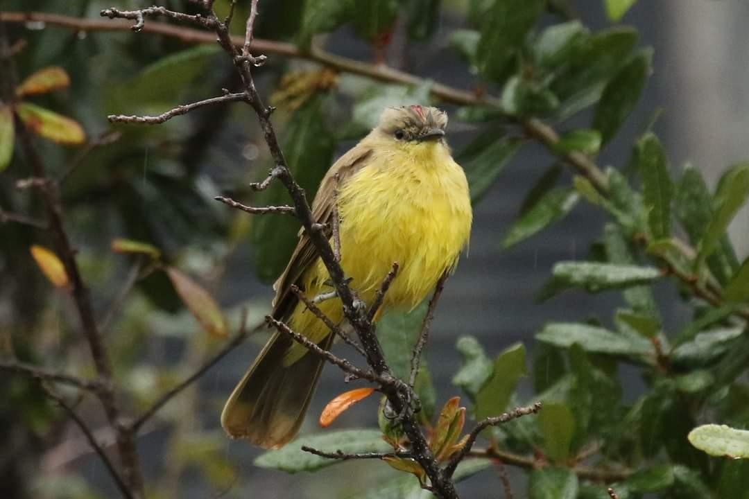 Cattle Tyrant - ML611137372