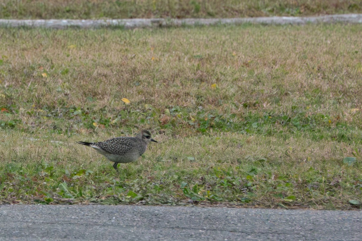 American Golden-Plover - ML611137573