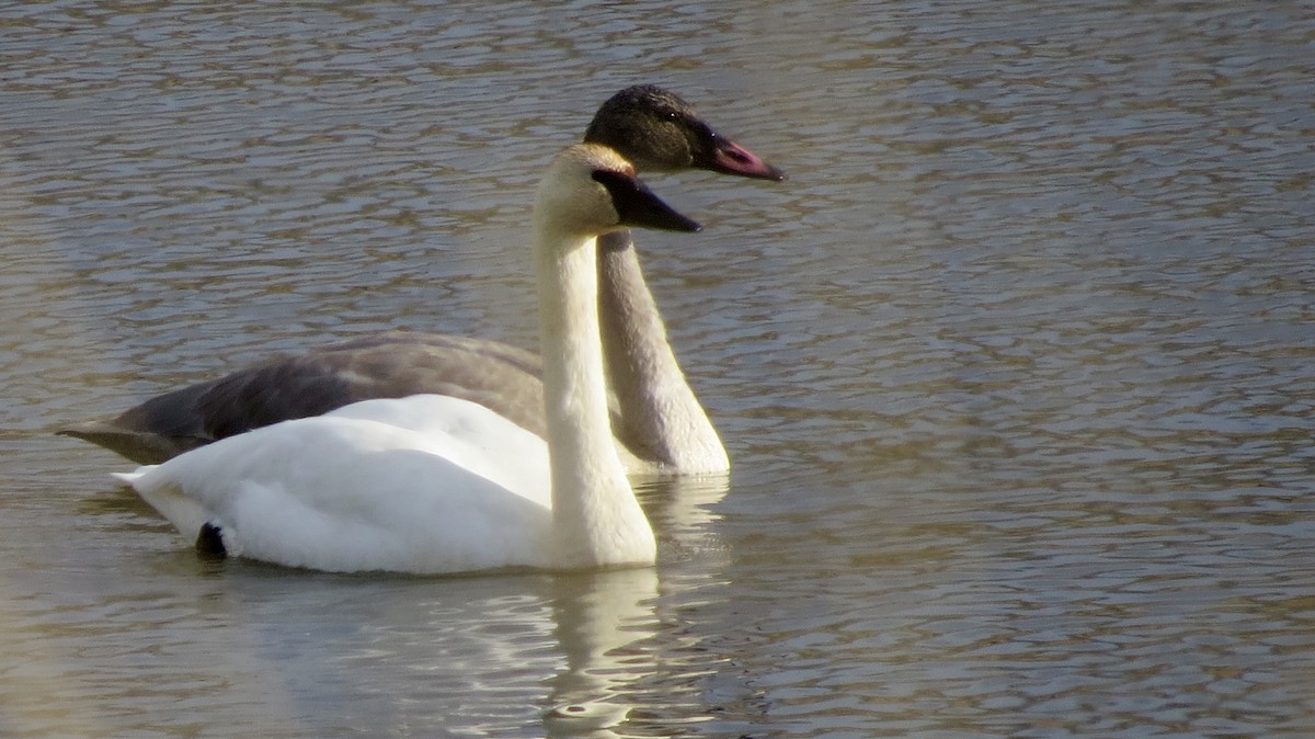 Trumpeter Swan - ML611137613