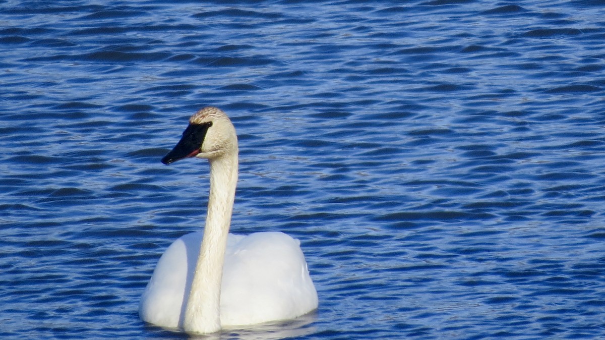 Trumpeter Swan - ML611137615