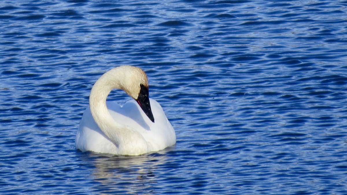 Cygne trompette - ML611137616