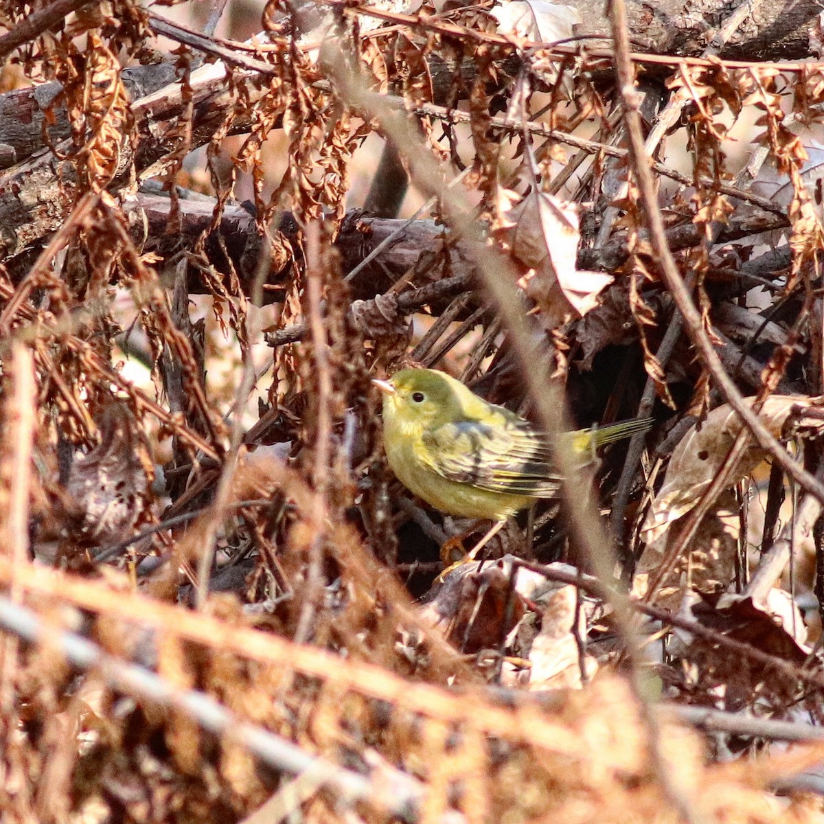 Paruline jaune - ML611137655