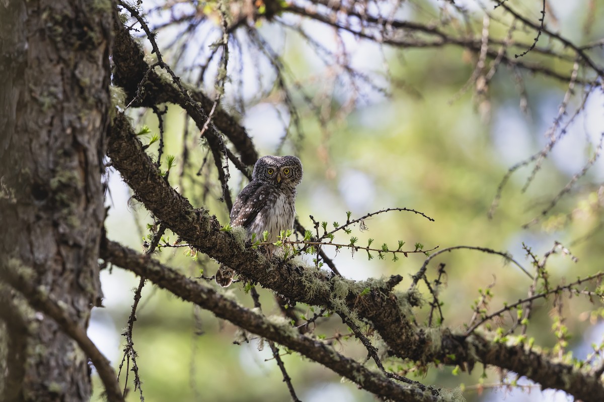 Eurasian Pygmy-Owl - Stefan Hirsch