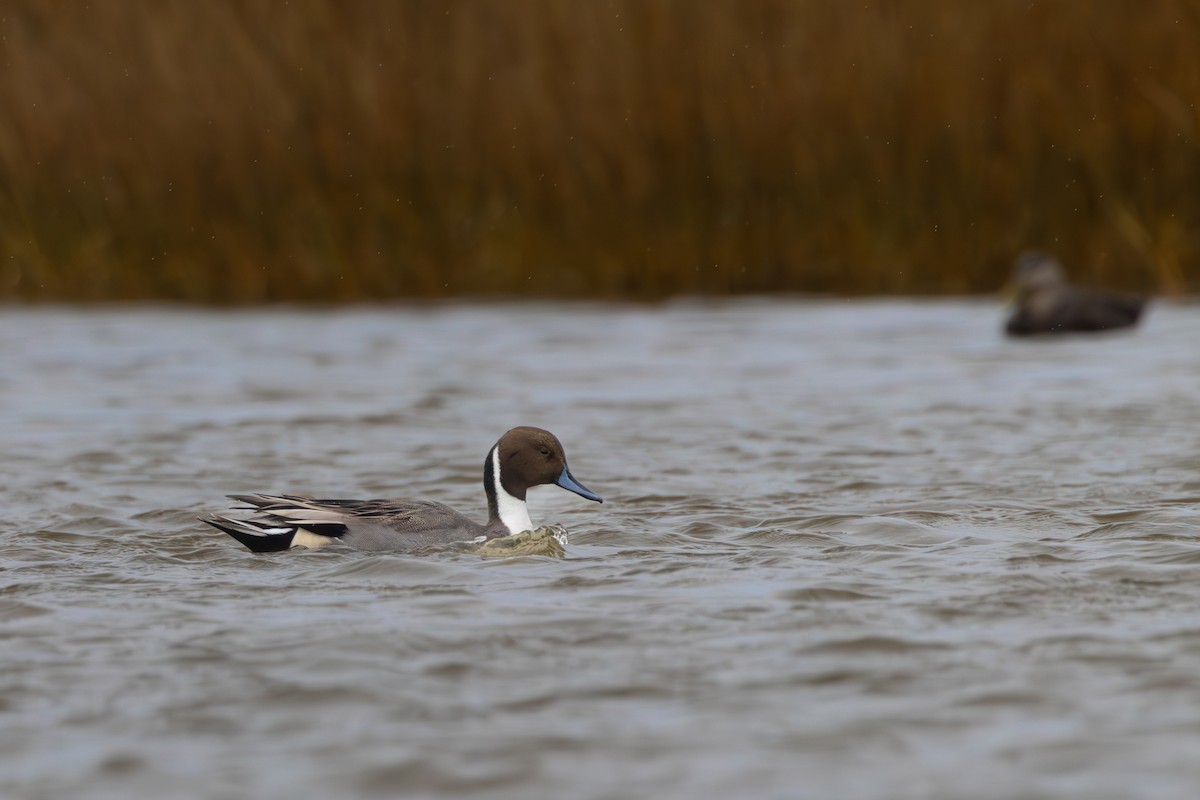 Northern Pintail - ML611137739