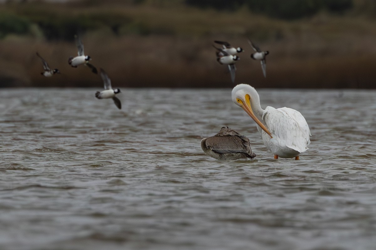 American White Pelican - ML611137777