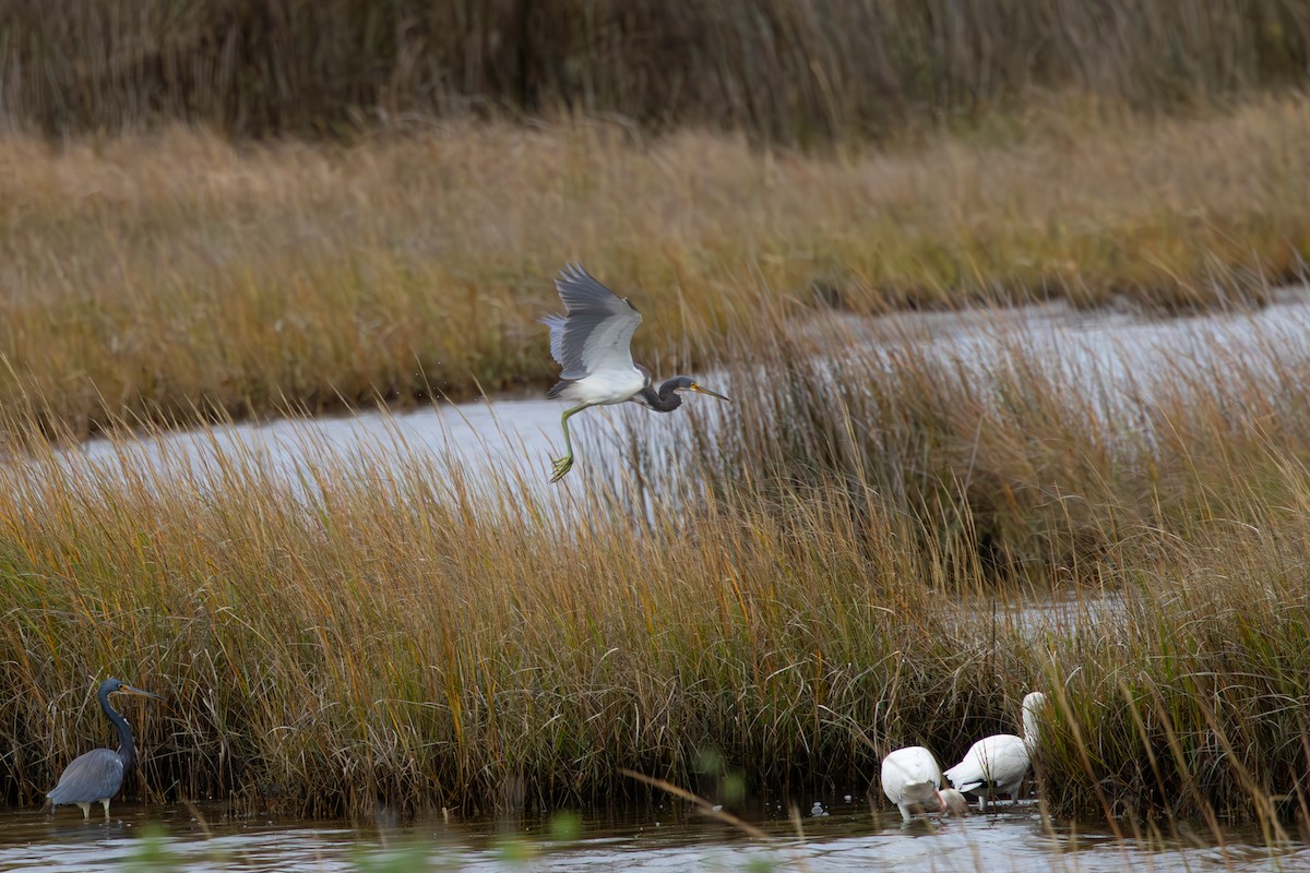 Tricolored Heron - ML611137794