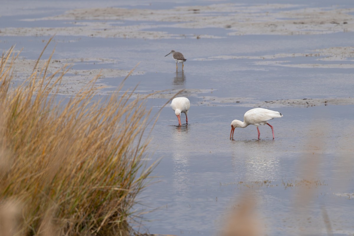 White Ibis - ML611137820