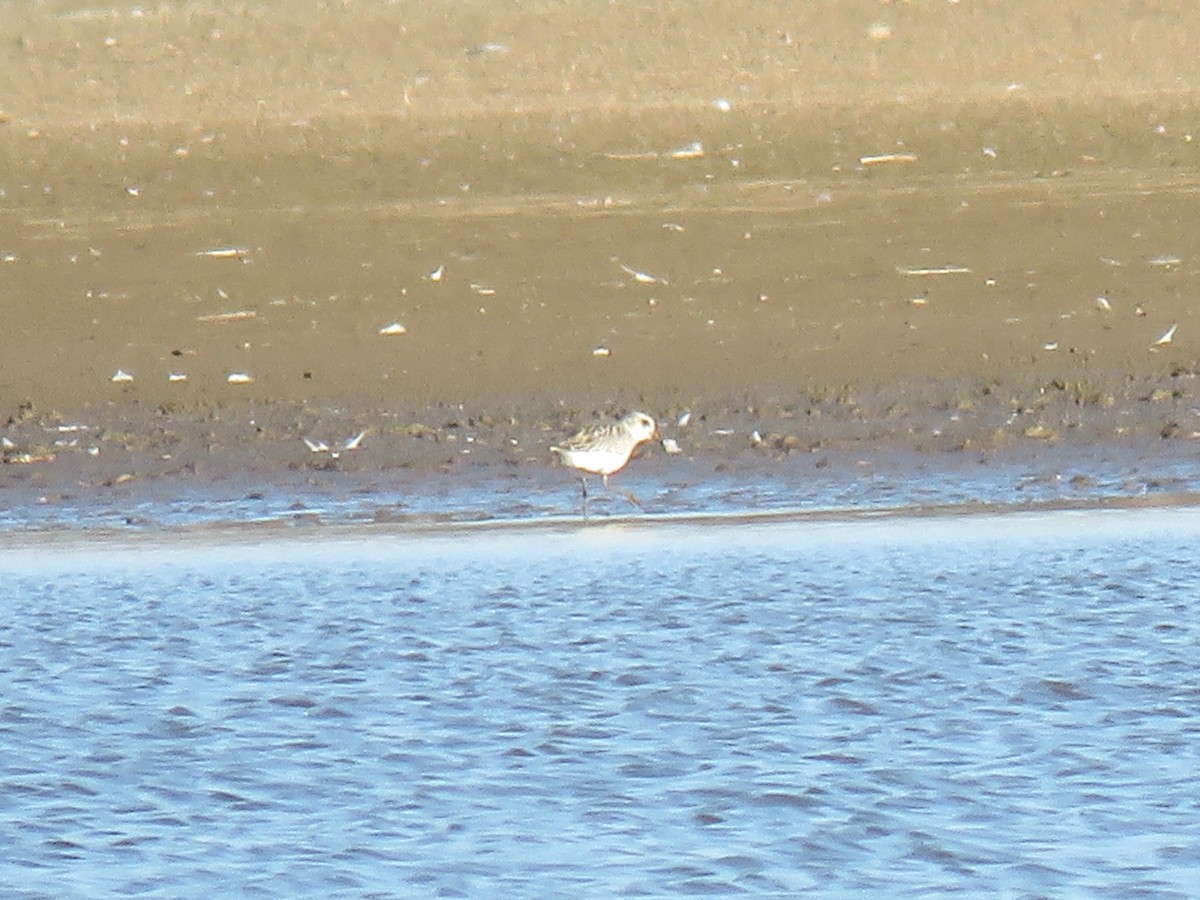 Black-bellied Plover - Joe Hoelscher