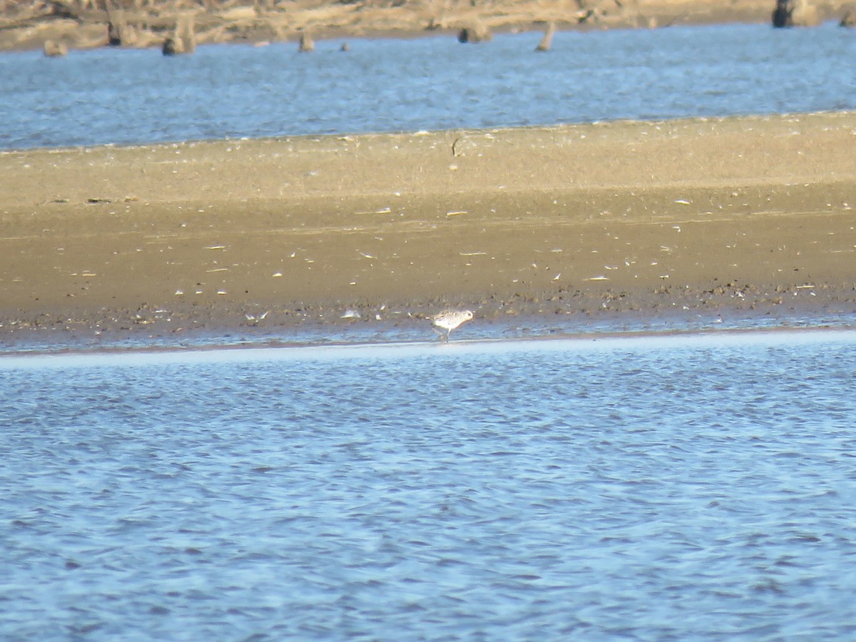 Black-bellied Plover - Joe Hoelscher