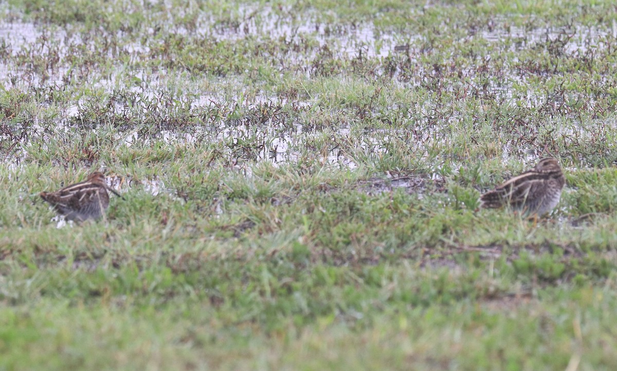 Wilson's Snipe - Loch Kilpatrick