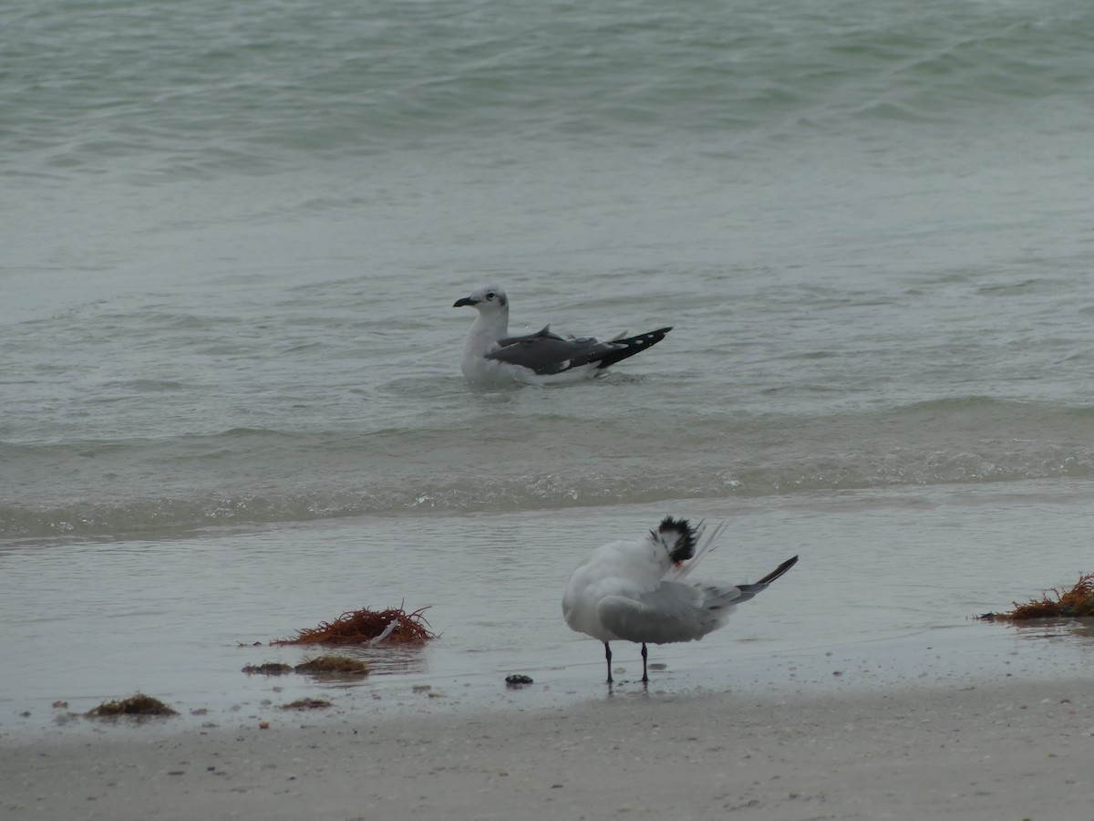 Laughing Gull - ML611138059