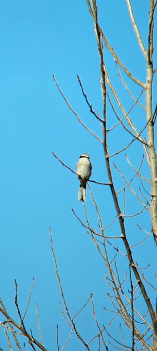 Сорокопуд північний - ML611138114