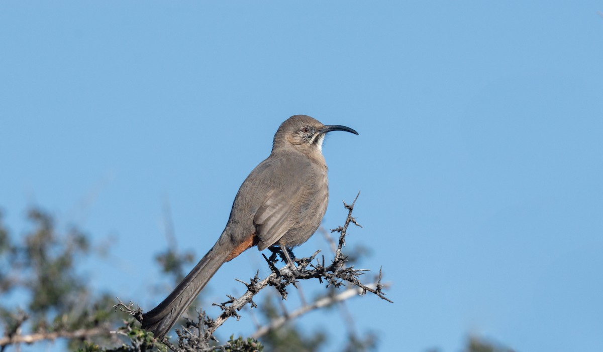 Crissal Thrasher - ML611138124