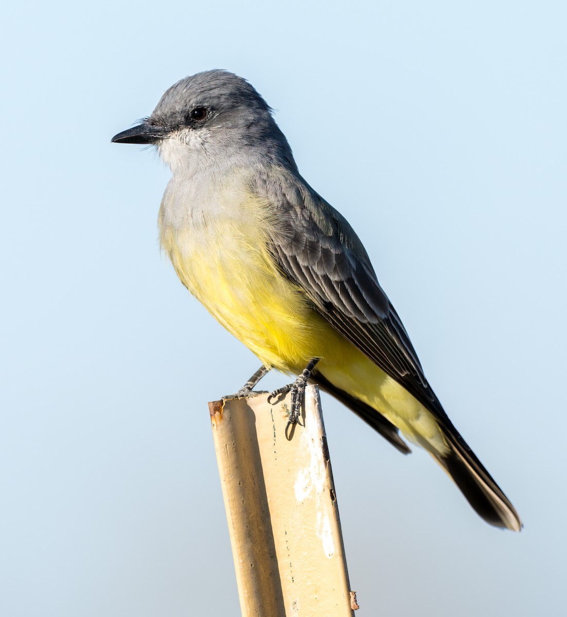 Cassin's Kingbird - ML611138163