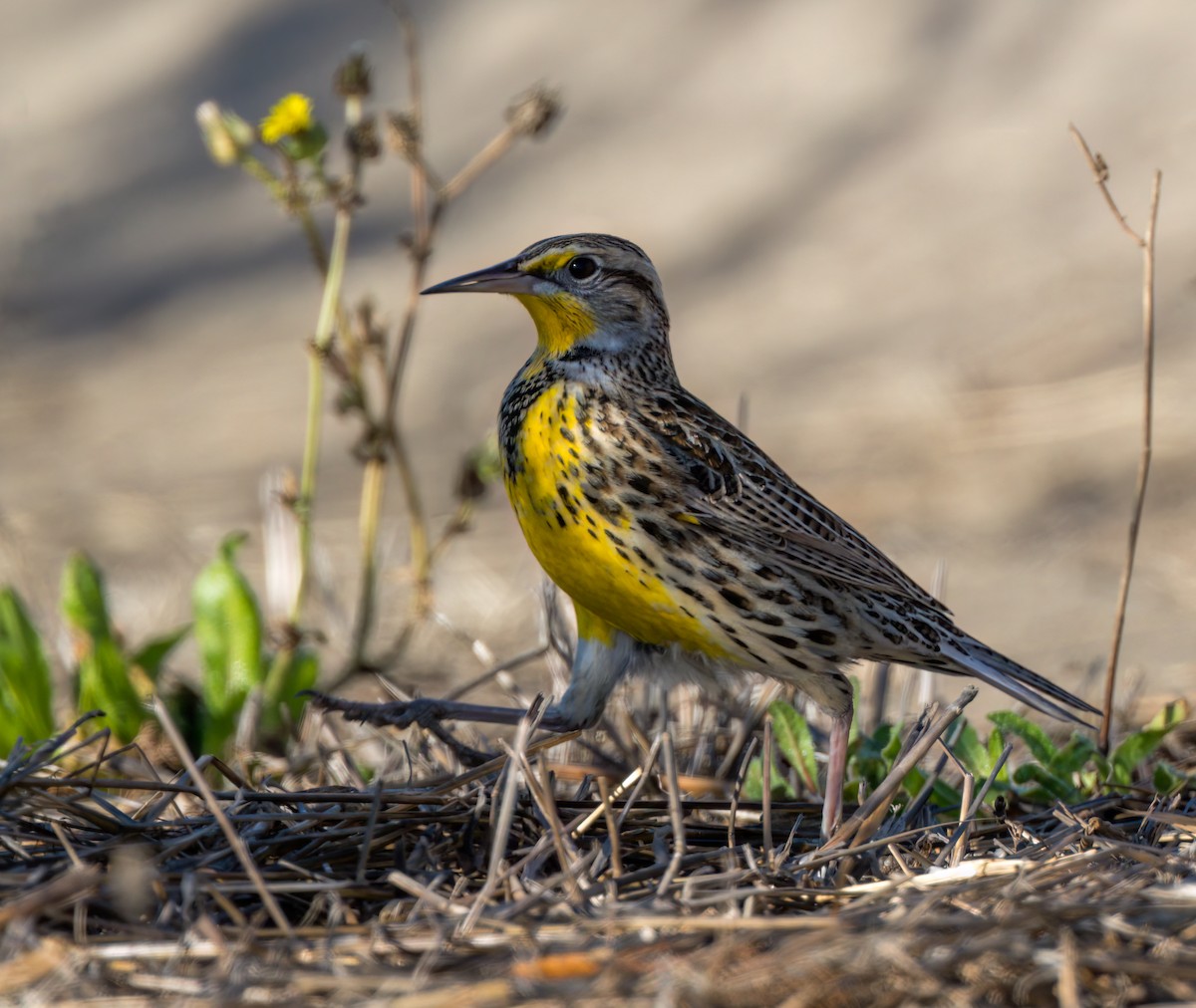 Western Meadowlark - ML611138183