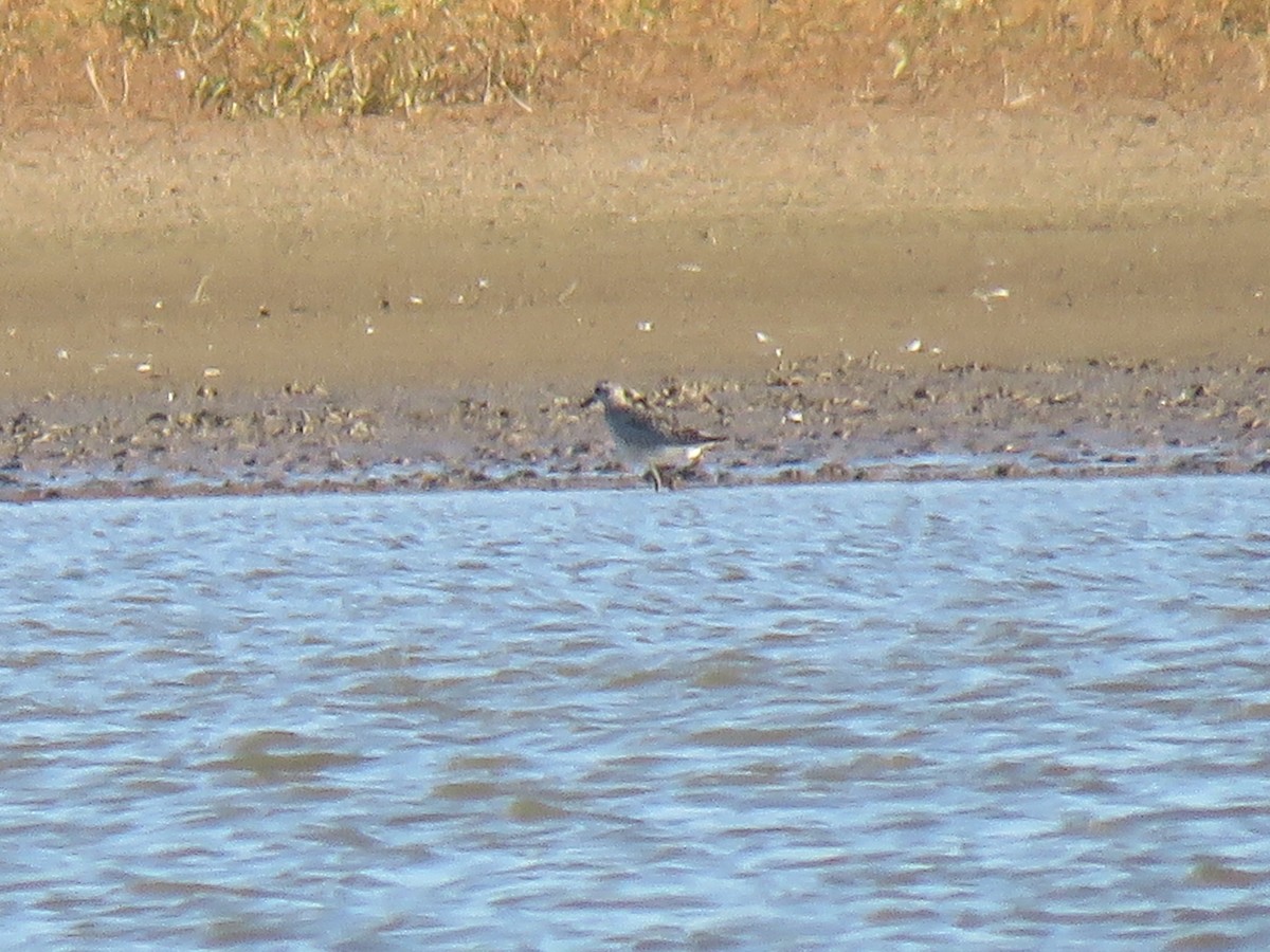 Black-bellied Plover - Joe Hoelscher