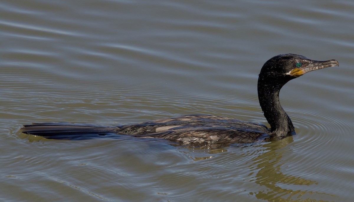 Neotropic Cormorant - ML611138359